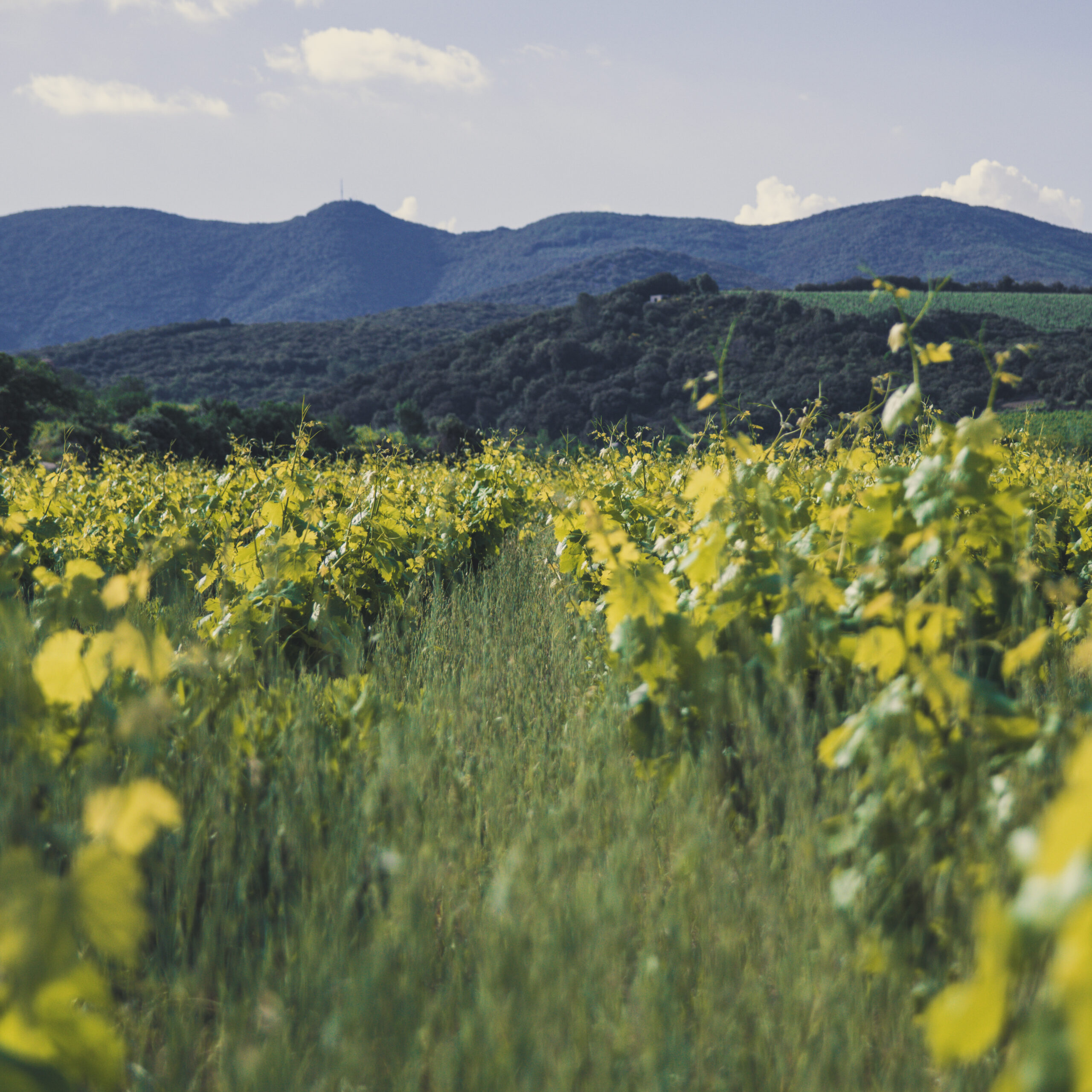 ID en Tête – Conseil & Œnotourisme À votre écoute, au cœur de vos projets dédiés à l’univers du vin.