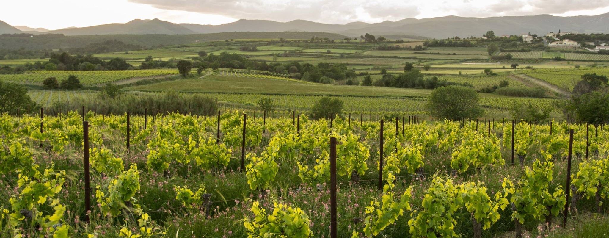 Pourquoi choisir IDées en Tête ? IDées en Tête vous propose : Une approche sur mesure pour chaque projet. Une expertise reconnue dans le monde du vin et de la sommellerie. Un accompagnement humain, dynamique et proche du terrain.